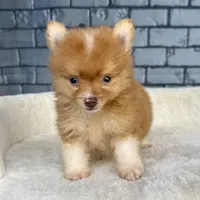 Nugget, a male Pomeranian for sale in Orlando, FL – Photo 1 of 8