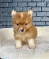 Nugget, a male Pomeranian for sale in Orlando, FL – Photo 1 of 8