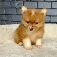 Nugget, a male Pomeranian for sale in Orlando, FL – Photo 8 of 8
