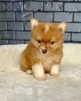 Nugget, a male Pomeranian for sale in Orlando, FL – Photo 8 of 8