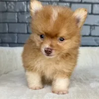 Nugget, a male Pomeranian for sale in Orlando, FL – Photo 6 of 8