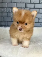 Nugget, a male Pomeranian for sale in Orlando, FL – Photo 6 of 8