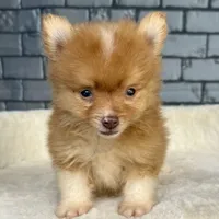 Nugget, a male Pomeranian for sale in Orlando, FL – Photo 3 of 8