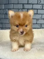 Nugget, a male Pomeranian for sale in Orlando, FL – Photo 3 of 8