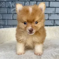 Nugget, a male Pomeranian for sale in Orlando, FL – Photo 4 of 8