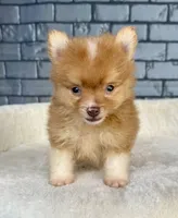 Nugget, a male Pomeranian for sale in Orlando, FL – Photo 4 of 8