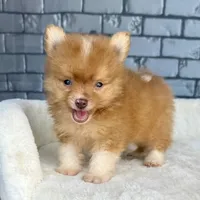 Nugget, a male Pomeranian for sale in Orlando, FL – Photo 2 of 8