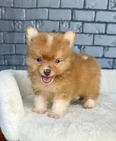 Nugget, a male Pomeranian for sale in Orlando, FL – Photo 2 of 8