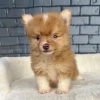 Nugget, a male Pomeranian for sale in Orlando, FL – Photo 7 of 8