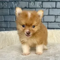 Nugget, a male Pomeranian for sale in Orlando, FL – Photo 5 of 8