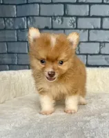 Nugget, a male Pomeranian for sale in Orlando, FL – Photo 5 of 8