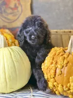 Cooper, a male Goldendoodle for sale in Ocala, FL – 5 of 7