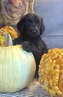 Paisley, a female Goldendoodle for sale in Ocala, FL – 4 of 10