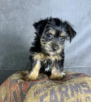 Daisy, a female Yorkshire Terrier for sale in Orlando, FL – 3 of 4