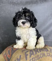 London, a female Cavapoo for sale in Orlando, FL – 4 of 6