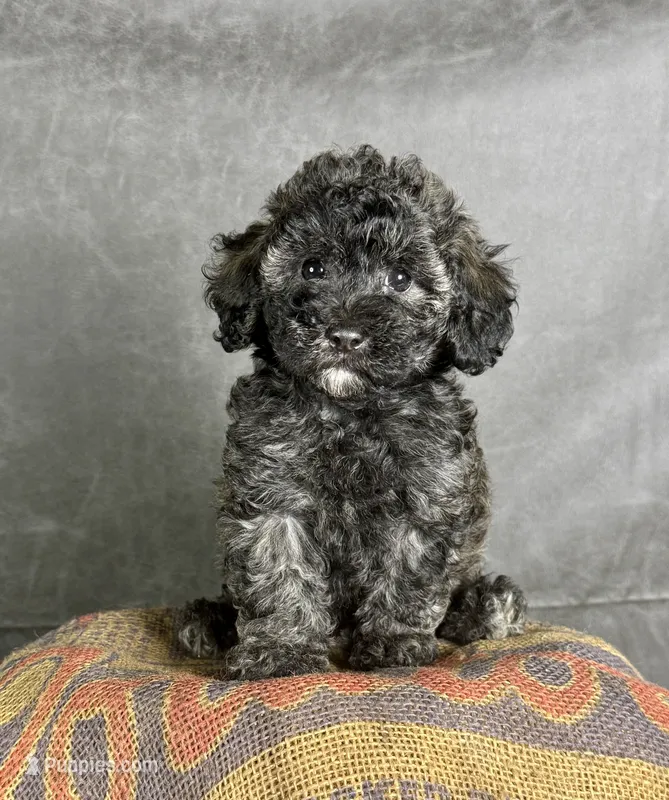 Dusty – Maltipoo puppy for sale in Orlando, FL