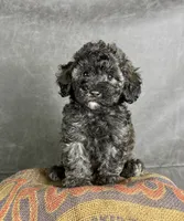 Dusty, a male Maltipoo for sale in Orlando, FL – 1 of 7