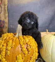 Peaches, a female Goldendoodle for sale in Ocala, FL – 8 of 10
