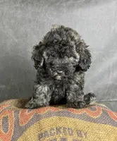 Dusty, a male Maltipoo for sale in Orlando, FL – 7 of 7
