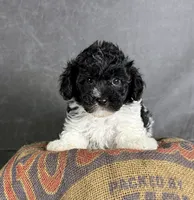 Boots, a male Maltipoo for sale in Orlando, FL – 8 of 10