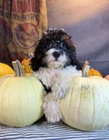 Daniela, a female Cavapoo for sale in Ocala, FL – 3 of 6
