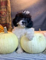 Patches, a male Cavapoo for sale in Ocala, FL – 6 of 7