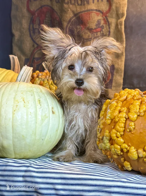 Rosco – Yorkshire Terrier puppy for sale in Ocala, FL