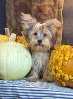 Rosco, a male Yorkshire Terrier for sale in Ocala, FL – 1 of 7