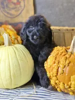 Cooper, a male Goldendoodle for sale in Ocala, FL – 6 of 7