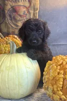 Paisley, a female Goldendoodle for sale in Ocala, FL – 2 of 10