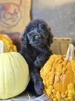 Cooper, a male Goldendoodle for sale in Ocala, FL – 2 of 7