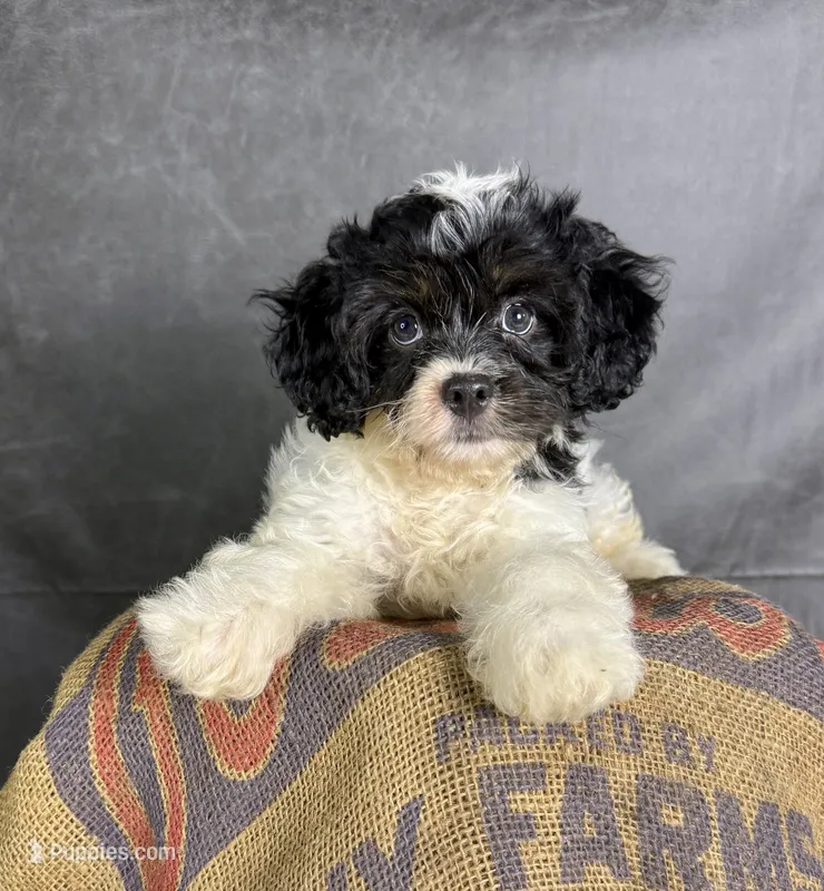 Patches – Cavapoo puppy for sale in Orlando, FL