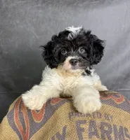 Patches, a male Cavapoo for sale in Orlando, FL – 1 of 7