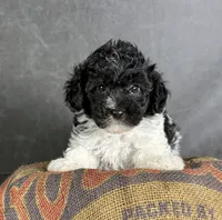 Boots, a male Maltipoo for sale in Orlando, FL – 3 of 10