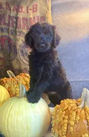 Paisley, a female Goldendoodle for sale in Ocala, FL – 9 of 10