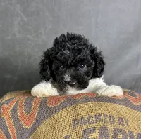 Boots, a male Maltipoo for sale in Orlando, FL – 4 of 10