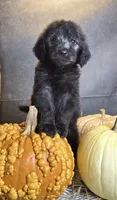 Peaches, a female Goldendoodle for sale in Ocala, FL – 3 of 10