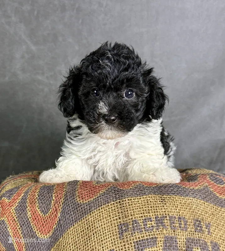 Boots – Maltipoo puppy for sale in Orlando, FL