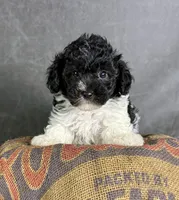 Boots, a male Maltipoo for sale in Orlando, FL – 1 of 10