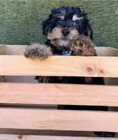Bernie, a male Yorkshire Terrier for sale in Orlando, FL – 2 of 5