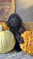 Cooper, a male Goldendoodle for sale in Ocala, FL – 4 of 7
