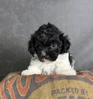 Boots, a male Maltipoo for sale in Orlando, FL – 6 of 10