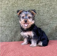 Molly , a female Yorkshire Terrier for sale in Orlando, FL – 6 of 7