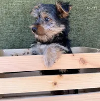 Molly , a female Yorkshire Terrier for sale in Orlando, FL – 4 of 7