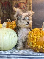 Rosco, a male Yorkshire Terrier for sale in Ocala, FL – 2 of 7