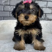 Baby, a female Yorkshire Terrier for sale in Orlando, FL – Photo 5 of 6