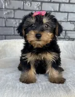 Baby, a female Yorkshire Terrier for sale in Orlando, FL – Photo 5 of 6