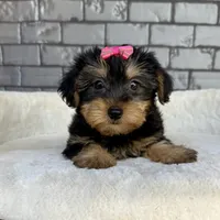 Baby, a female Yorkshire Terrier for sale in Orlando, FL – Photo 2 of 6