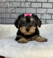 Baby, a female Yorkshire Terrier for sale in Orlando, FL – Photo 2 of 6