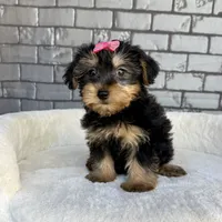 Baby, a female Yorkshire Terrier for sale in Orlando, FL – Photo 6 of 6
